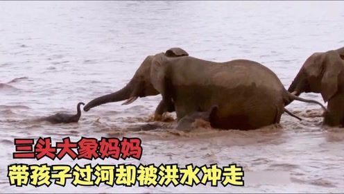 三头小象和妈妈一起过河,结果被洪水冲走,看小象如何顽强上岸