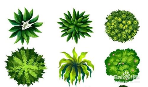 绿植咋养,绿植的高效养护方法是什么