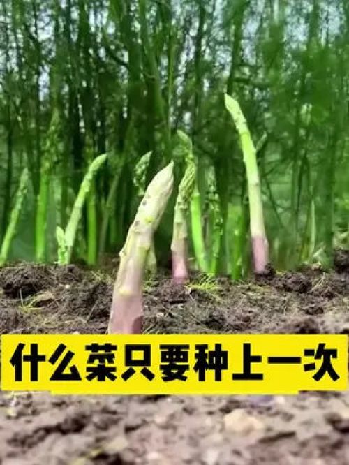 四季都可以种植的芦笋种子 你也赶紧种起来吧 芦笋种子 芦笋 三农 蔬菜种子 