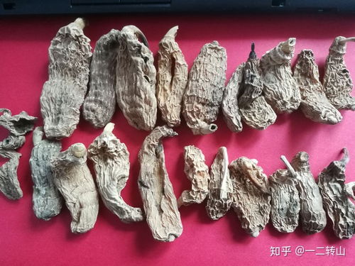 天麻 寻找野生的中药材,拿五款货写我交的智商税,请老药工指正 