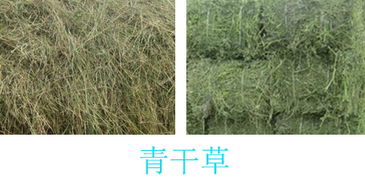 青干草的贮藏方法,有哪些小技巧可以使干牧草不发霉