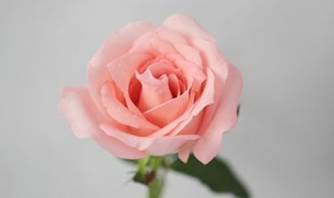 戴安娜玫瑰的花语和寓意,红玫瑰和戴安娜粉玫瑰哪个贵？