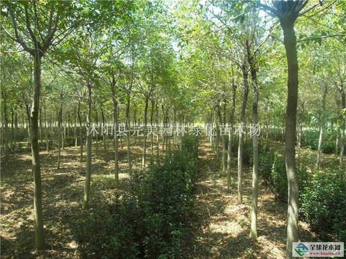 速生白蜡供应 金叶女贞,红叶小檗 卫矛,小叶女贞,紫薇 栾树,大叶女贞,法桐等200余种绿化苗木沭阳县完美园林绿化苗木场商铺 