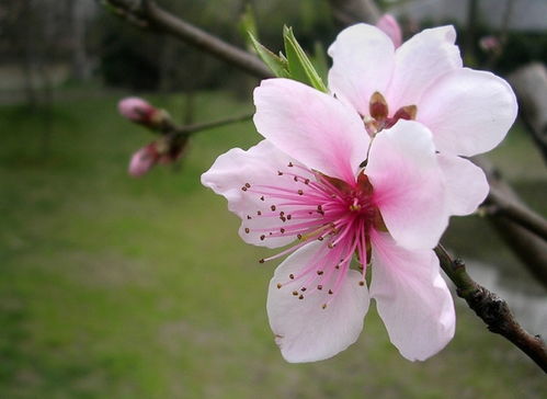 春天开什么花,开在春天里的4种花卉，买回家就能开半年花！