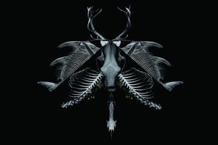 暗黑风丨动物骨骼的拼接