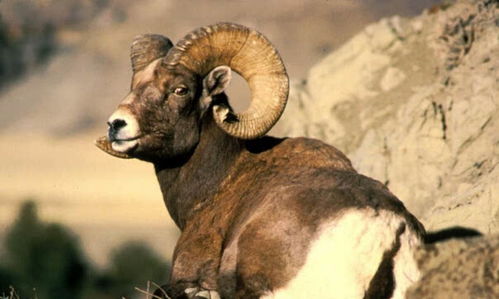 羊年的羊到底是山羊 绵羊 还是喜羊羊 