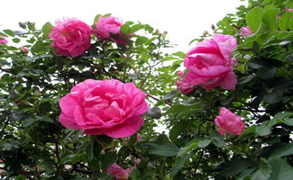 四季玫瑰怎么养,四季玫瑰：如何养出绚烂花海，让美丽触手可及！