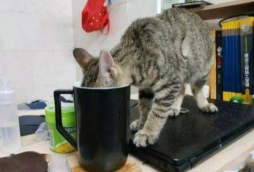 揭秘 为何猫咪经常偷喝主人杯子的水 答案来了