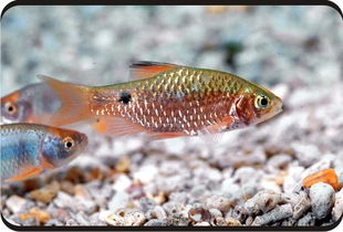 亲吻鱼是冷水鱼还是热带鱼？