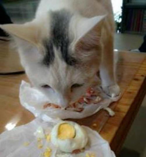 猫咪能吃鸡蛋吗 答案让很多人不淡定