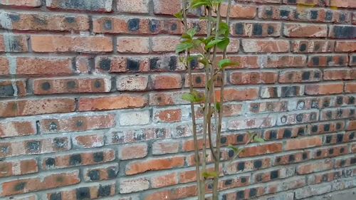 百日草种子什么时候种植最好,百日