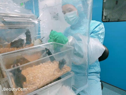 代人生病 实验室无菌小鼠身价不菲,完成医学使命将 安乐死