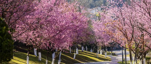 2024樱花先祖在哪,2024樱花季倒计时:樱花的祖先在哪里?