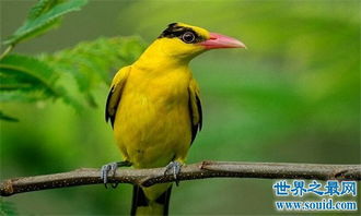 世界十大候鸟,黄胸鹀被称为天上人参 