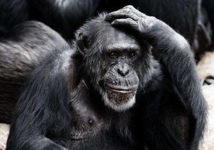 专家把一只黑猩猩当人来养,差点变成人,与人类基因相似达98.7