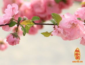 桃花的花语是什么,桃花的由来和寓意？
