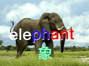 大象用英语怎么说,大象的语源。的海报