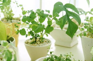 室内植物在哪些房间种养效果最好
