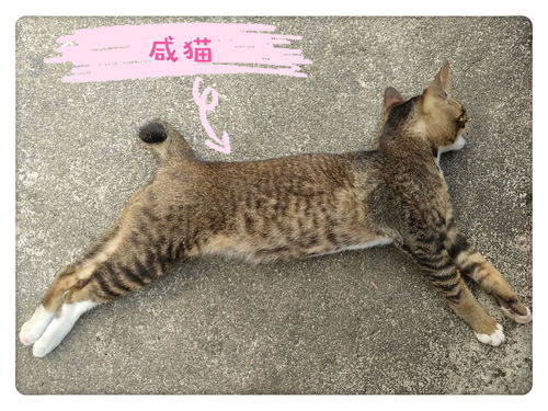 新猫到家躲起来了怎么办 