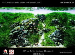 长城杯 国际水族造景大赛 CIAC 成绩公布 小缸 雨林组