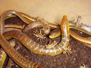 组图 罕见 白云山发现脆蛇蜥 似蛇非蛇系蜥类原始品种 