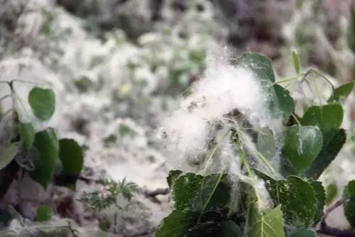 阿......阿......嚏 沈阳已经开始 下雪 了