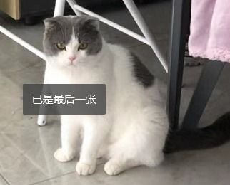 喵创智品 这些猫咪的冷知识,你听说过吗 一