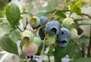 蓝莓什么时候种植最好