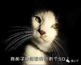 猫的胡子除了半夜痒痒你,还能干啥 