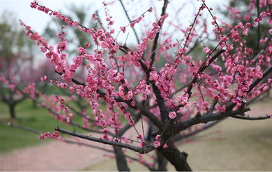 梅蔷薇科杏属植物搜狗百科 图片信息欣赏 图客 Tukexw Com