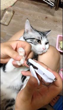 给我家的小猫修剪指甲 