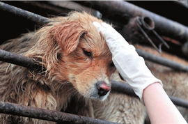 一装有500条狗货车被拦 志愿者欲筹钱救狗新闻频道 
