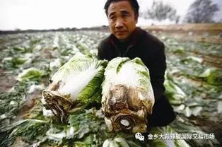 中国农民十种赚钱最不容易的工作 