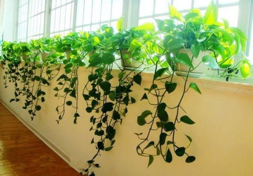 吸收甲醛的室内植物 