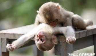 都说猴子是人类的亲戚,但是猴子到底和人类有哪些相似与不同 