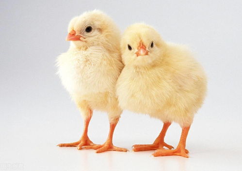 微利时期,规模化养鸡场的出路在哪里