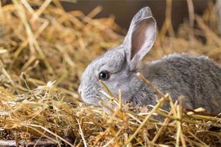 兔子趣闻 兔子是不是吃青菜就会拉肚子,兔子拉肚子会死吗