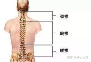 得了腰椎间盘突出千万不要随便做推拿 