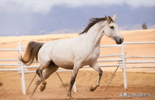 风靡欧洲餐桌的马肉,为何在中国火不起来 牧民 2个现实原因