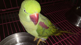 这种红嘴绿毛的鹦鹉是什么品种 