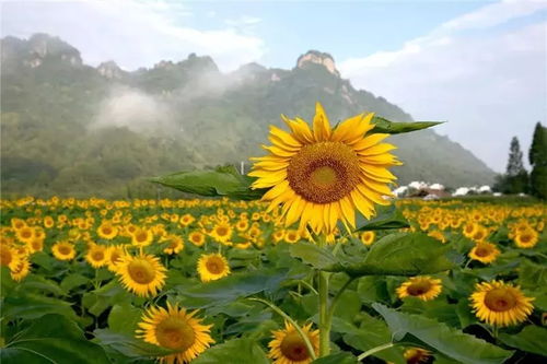 别再去挤黄山了,这里有南坑百亩向日葵不输北疆,云海赏月超浪漫