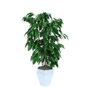 50种家庭室内植物,十大客厅耐阴耐寒大型花树？