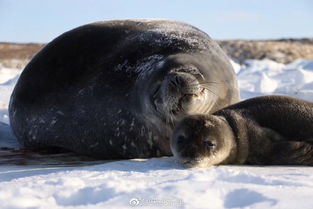南极中山站附近超萌小海豹诞生