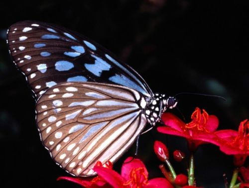 蝴蝶的外貌特征有哪些 