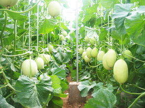 香瓜高效种植技术要点详解,夏季甜瓜种植技术和时间