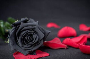 摩羯座黑色玫瑰(摩羯座黑色玫瑰代表什么)