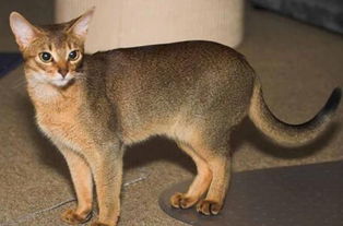 了解阿比西尼亚猫的性格和特点