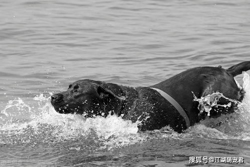 水性 最好的5种狗狗,每只都能 乘风破浪 ,你家有上榜吗