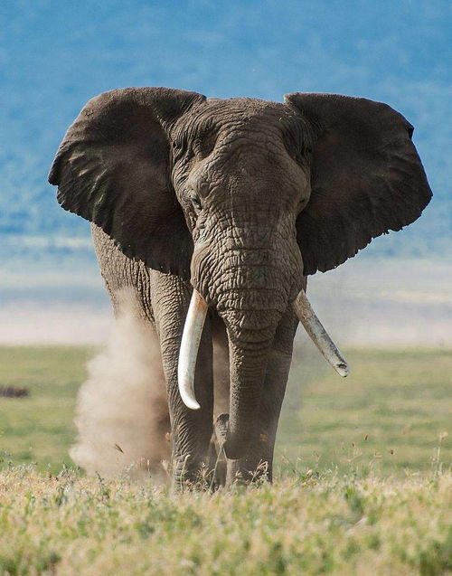 Get烈日下养肤技能 大象掀起尘土为自己 涂面膜