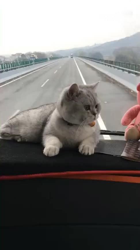 带上猫咪一起去旅行,有一起的吗 